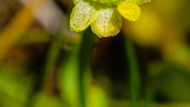 Ranunculus bonariensis var. trisepalus. The entire flower is just 10mm across Vernal pool buttercup, Ranunculus bonariensis var. trisepalus