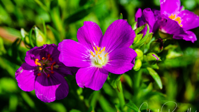 Calandrinia menziesii Red maids, Calandrinia menziesii