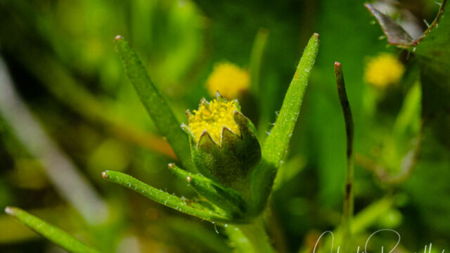 Lasthenia glaberrima Smooth goldfields, Lasthenia glaberrima
