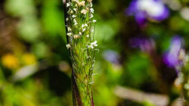 Alopecurus saccatus Pacific foxtail, Alopecurus saccatus