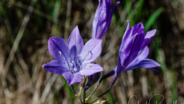 Triteleia laxa Ithuriel's spear, Triteleia laxa