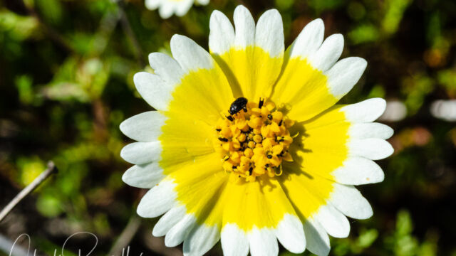 Layia fremontii Fremont's tidytips, Layia fremontii
