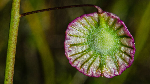 Thysanocarpus radians. Sharp bend in pedicel at fruit Ribbed fringepod, Thysanocarpus radians