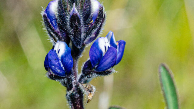 Lupinus bicolor Miniature lupine, Lupinus bicolor