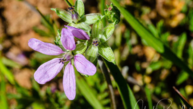 Erodium cicutarium Common Stork's Bill, Erodium cicutarium