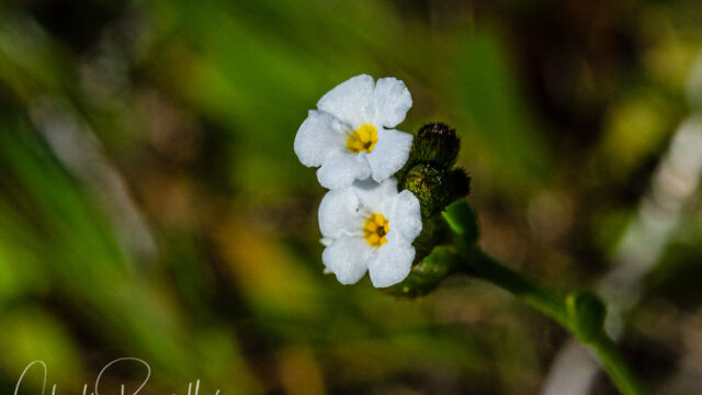 Plagiobothrys nothofulvus Rusty popcornflower, Plagiobothrys nothofulvus