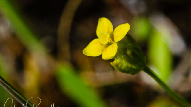 Cicendia quadrangularis Oregon timwort, Cicendia quadrangularis