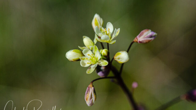 Thysanocarpus radians Ribbed fringepod, Thysanocarpus radians