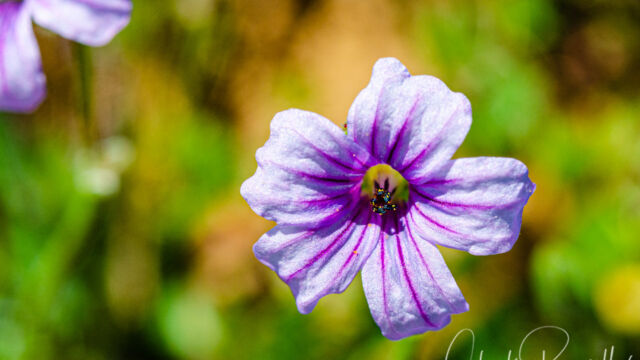 Erodium botrys Longbeak stork's bill, Erodium botrys