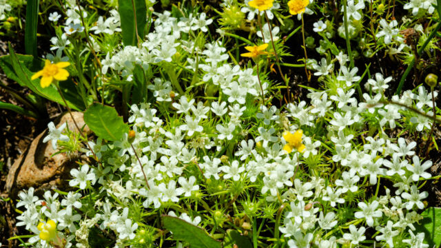 Navarretia leucocephala Whitehead Navarretia, Navarretia leucocephala