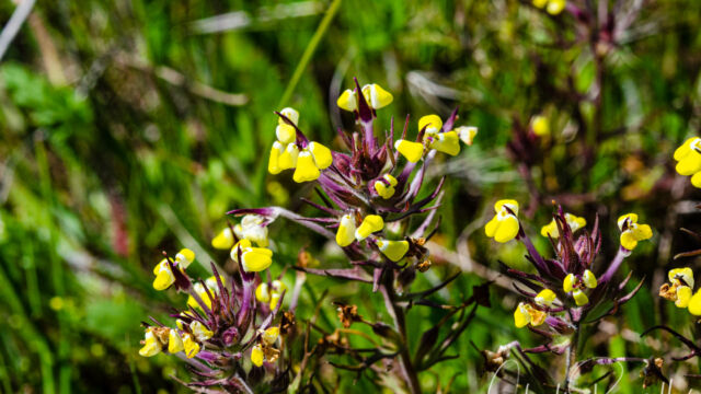 Triphysaria eriantha ssp. eriantha Butter 'n' eggs, Triphysaria eriantha ssp. eriantha