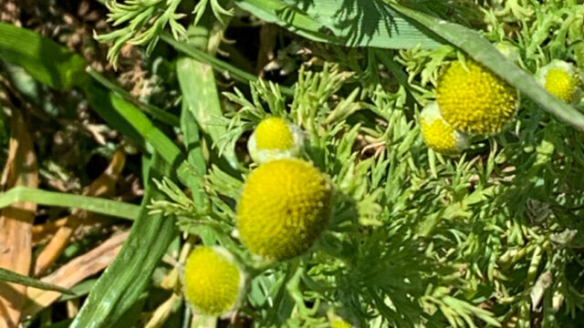 Matricaria discoidea Pineapple weed, Matricaria discoidea