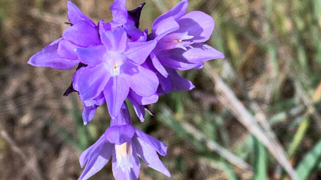 Dipterostemon capitatus subsp. capitatus (formerly Dichelostemma capitatum ssp. capitatum) Blue dicks, Dipterostemon capitatus subsp. capitatus