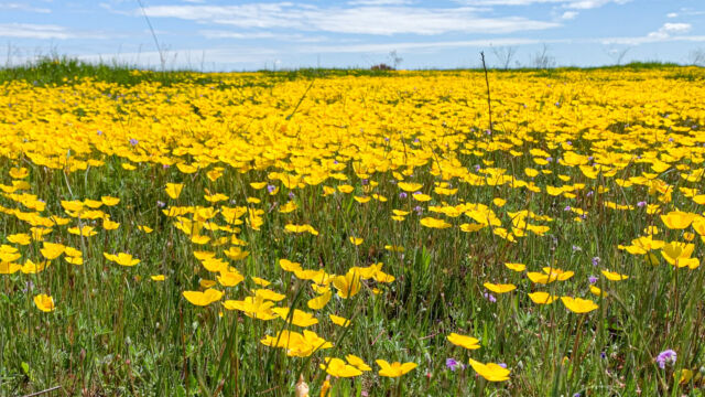 Eschscholzia lobbii Frying pans, Eschscholzia lobbii