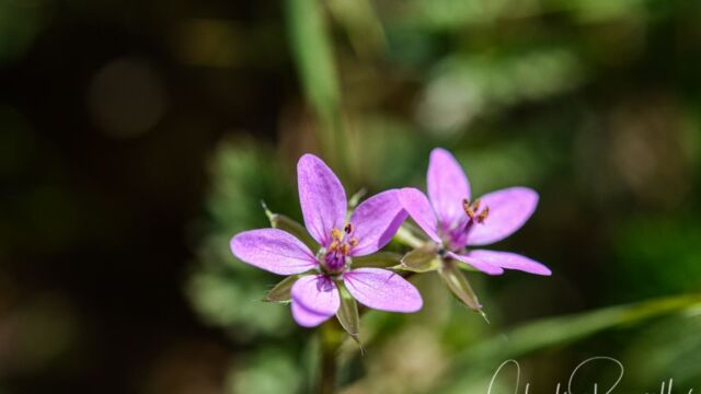 Erodium cicutarium Common Stork's Bill, Erodium cicutarium