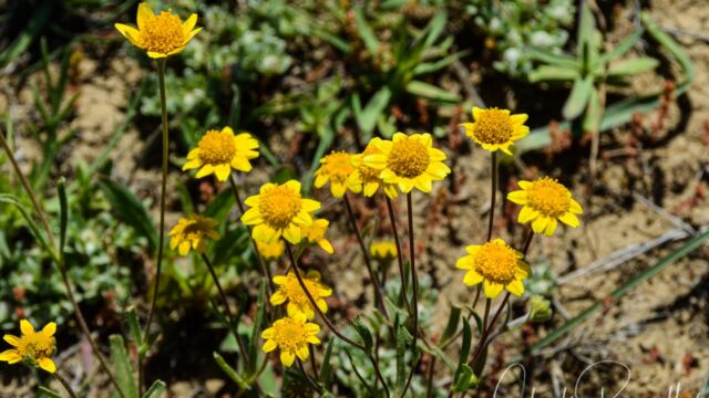 Lasthenia californica California goldfields, Lasthenia californica