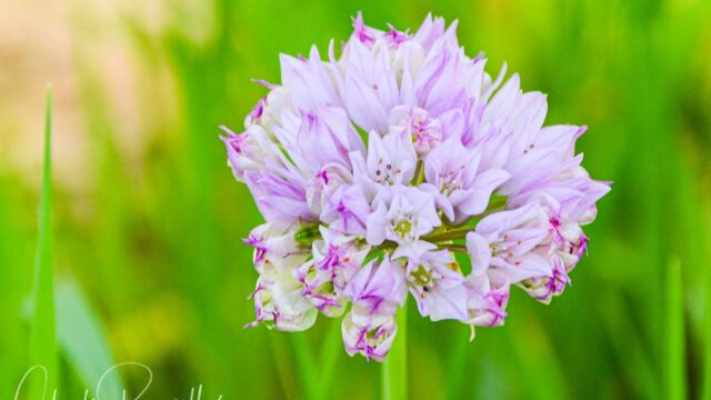 Allium fimbriatum var. purdyi. CNPS 4.3 Purdy's Onion, Allium fimbriatum var. purdyi
