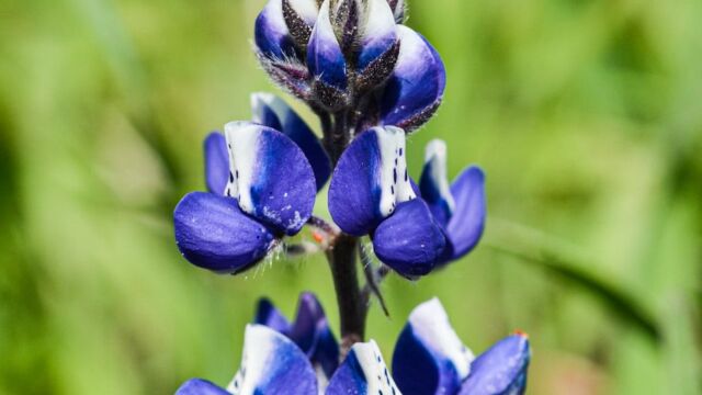 Lupinus nanus Sky Lupine, Lupinus nanus
