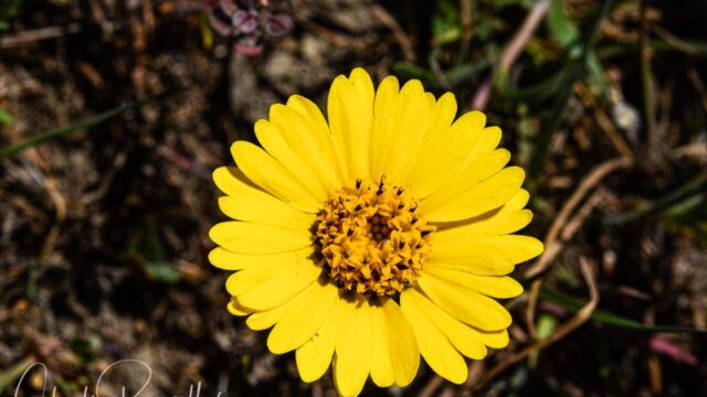 Layia gaillardioides Woodland Tidytips, Layia gaillardioides