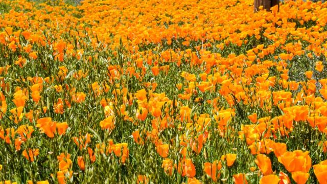 Eschscholzia californica, roadside ditch mid valley California Poppy, Eschscholzia californica, roadside ditch mid valley