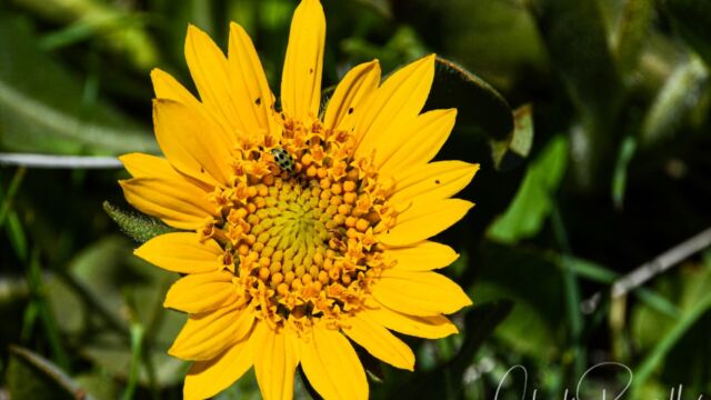 Wyethia angustifolia Narrow Leaf Mule Ears, Wyethia angustifolia