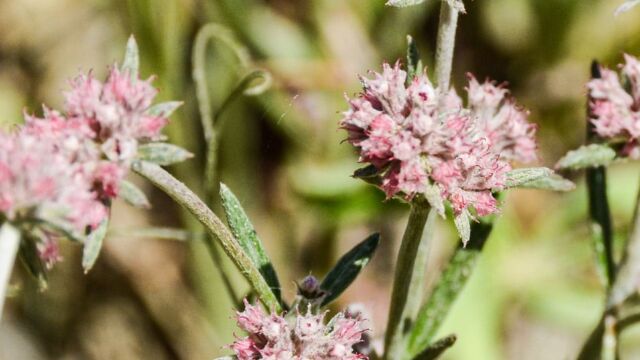 Chorizanthe membranacea Pink spineflower, Chorizanthe membranacea