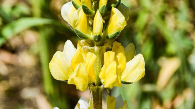 Lupinus microcarpus var. densiflorus Whitewhorl lupine, Lupinus microcarpus var. densiflorus