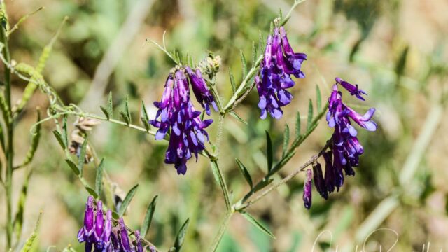 Vicia villosa Winter Vetch, Vicia villosa