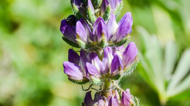 Lupinus microcarpus var. microcarpus Chick lupine, Lupinus microcarpus var. microcarpus