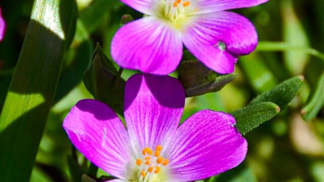 Calandrinia menziesii Red maids, Calandrinia menziesii