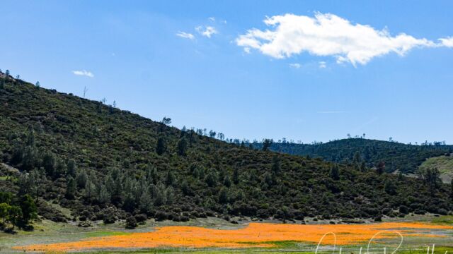 California poppies, 2014 Poppies at the junction of hwy 16 and 20, across from the road into Bear Valley