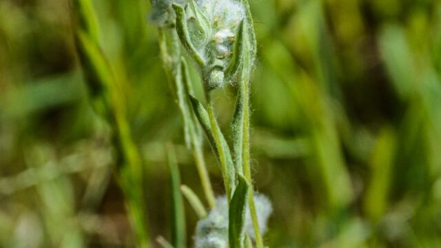 Micropus californicus Q-Tips, Micropus californicus