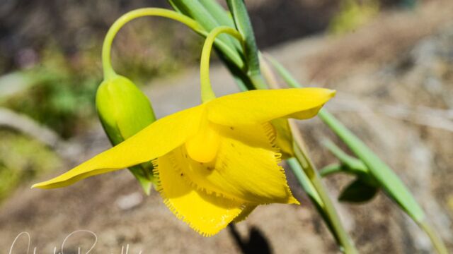 Calochortus amabilis Diogenes' lantern (aka Golden fairy lantern), Calochortus amabilis