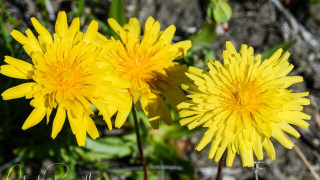 Agoseris heterophylla Annual mountain dandelion, Agoseris heterophylla
