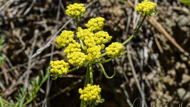 Lomatium utriculatum Common lomatium, Lomatium utriculatum