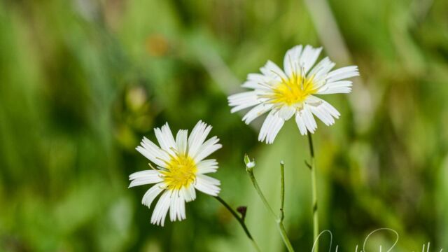 Microseris douglasii Douglas' silverpuffs, Microseris douglasii