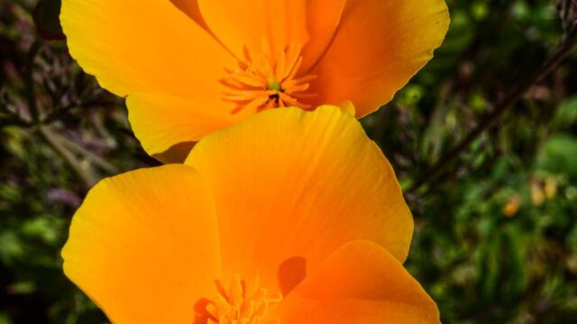Eschscholzia californica California Poppy, Eschscholzia californica
