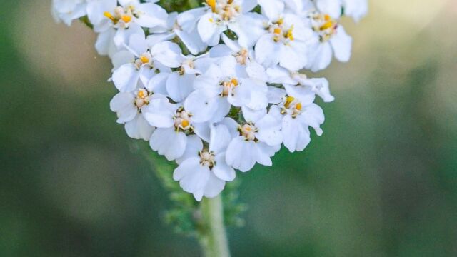 Achillea millefolium Common Yarrow, Achillea millefolium