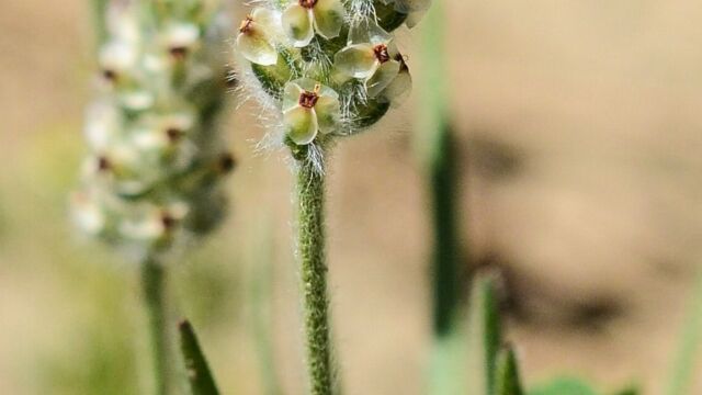 Plantago erecta Dotseed plantain, Plantago erecta