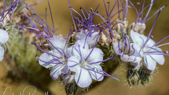 Phacelia tanacetifolia Lacy phacelia, Phacelia tanacetifolia