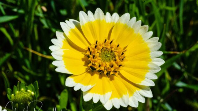 Layia platyglossa Coastal tidytips, Layia platyglossa