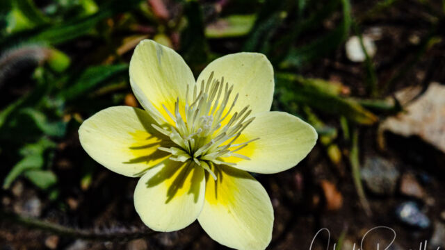 Platystemon californicus Cream Cups, Platystemon californicus