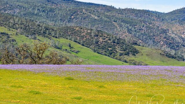 South end of the valley. Goldfields and probably Sky Lupines South end of the valley. Goldfields and probably Sky Lupines