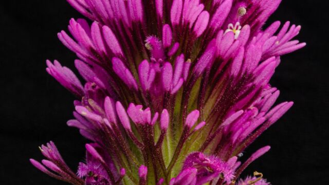 Castilleja exserta ssp. exserta Purple owl's clover, Castilleja exserta ssp. exserta