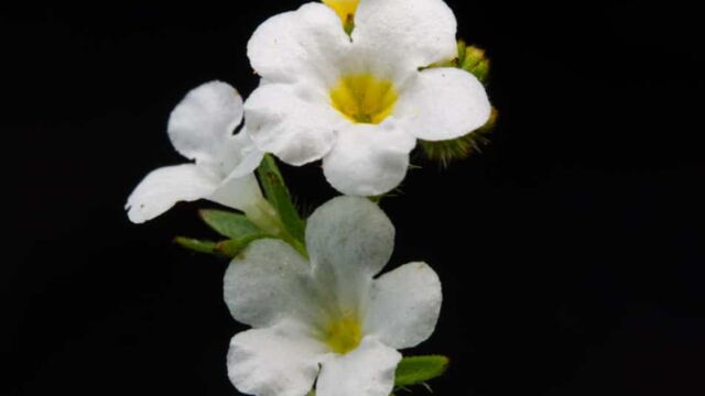 Plagiobothrys stipitatus Popcornflower, Plagiobothrys stipitatus