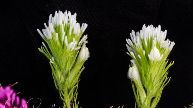 Castilleja exserta ssp. exserta. White form Purple owl's clover, Castilleja exserta ssp. exserta