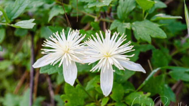 Clematis lasiantha Pipestem clematis, Clematis lasiantha
