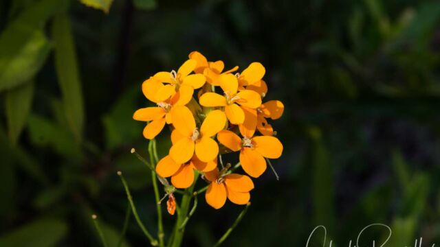 Erysimum capitatum var. capitatum Sanddune wallflower, Erysimum capitatum var. capitatum