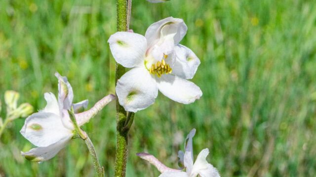 Delphinium hesperium ssp. pallescens Pale western larkspur, Delphinium hesperium ssp. pallescens