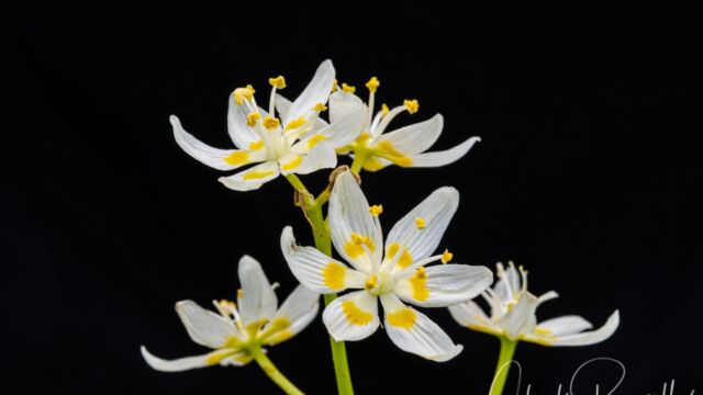 Toxicoscordion micranthum Small Flowered Star Lily, Toxicoscordion micranthum